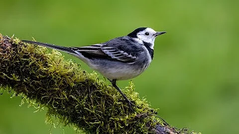Notes on Nature TV 9: Your Big Garden Birdwatch, D...