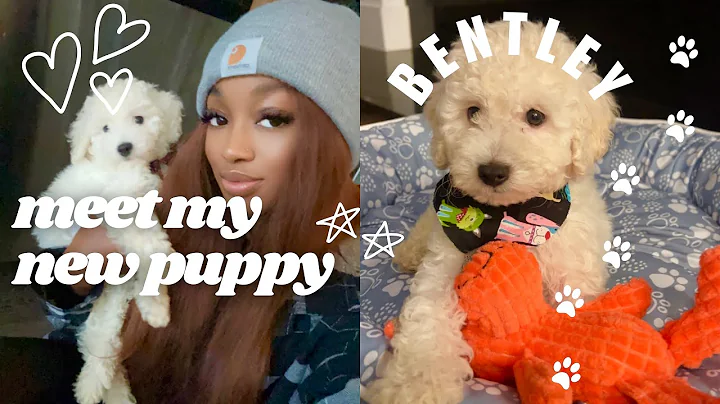 GETTING MY DREAM DOG, first 24 hours with my NEW PUPPY | Toy Poodle
