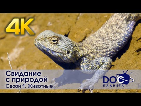 4К Свидание с природой. Сезон 1.Животные - Документальный фильм - Антистресс сериал