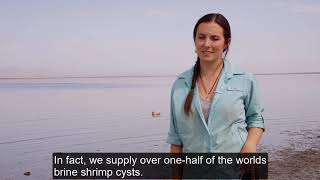 Great Salt Lake: An Ecological Wonder!
