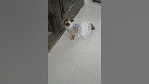 Watch the video about April the Snowshoe Cat Wants to Go for a Walk