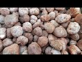 collect mushrooms in the ksa