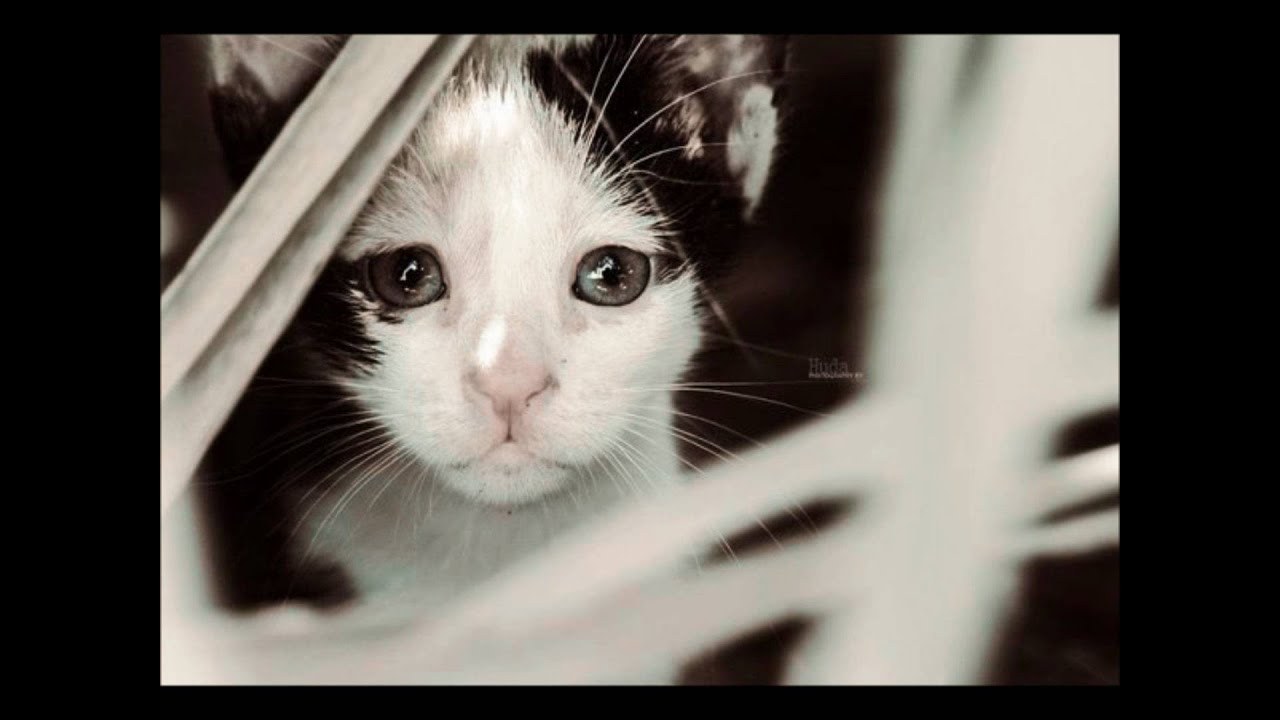 Кот грустный