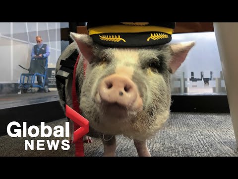 Video: ¿Le ayudarían estos perros de terapia aeroportuaria a eliminar el estrés?