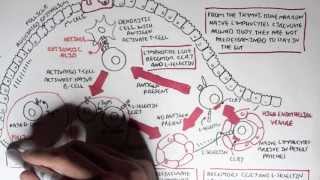 Part I - Mucosal Immunity