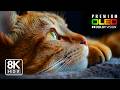 MASTERPIECE 8K Nature Experience | Dolby Vision HDR 120FPS (4K/8K TV)