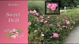 🌹 Sweet Drift Roses / Meiswetdom / Pink roses