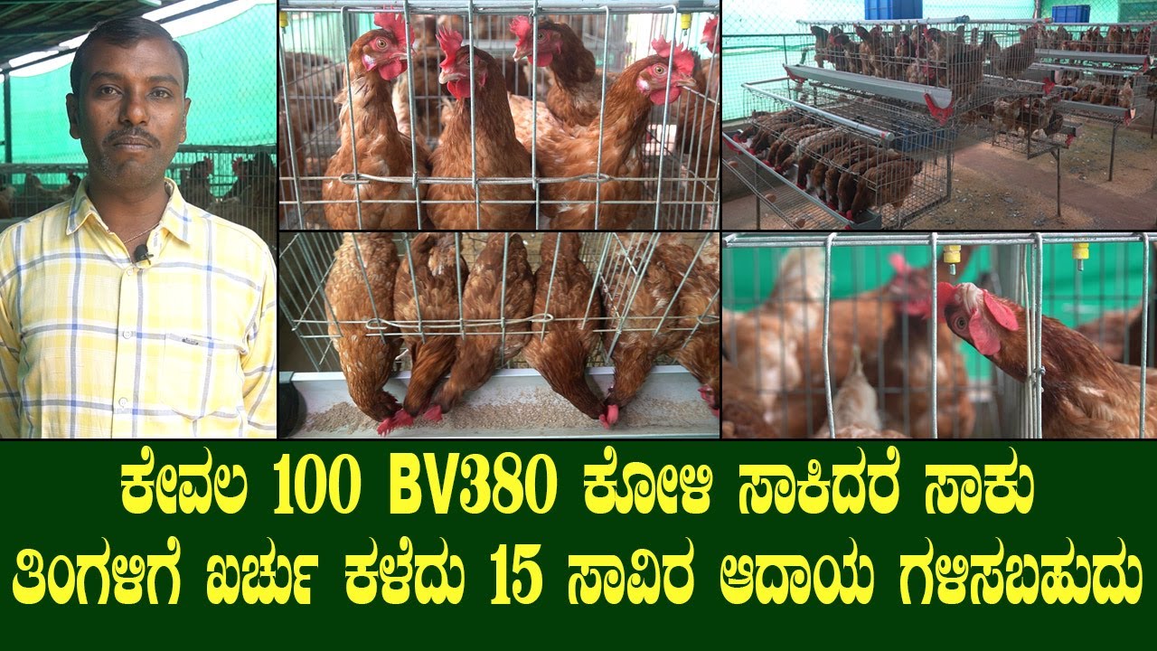 CALL - 9880426984 ಕೇವಲ 100 BV380 ಕೋಳಿ ಸಾಕಿದರೆ ಸಾಕು ತಿಂಗಳಿಗೆ ಖರ್ಚು ಕಳೆದು 15 ಸಾವಿರ ಆದಾಯ ಗಳಿಸಬಹುದು|