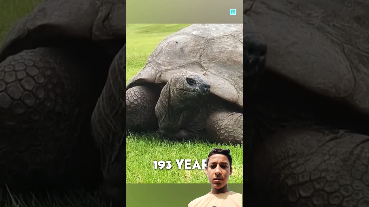 How Big Is This Turtle 😲