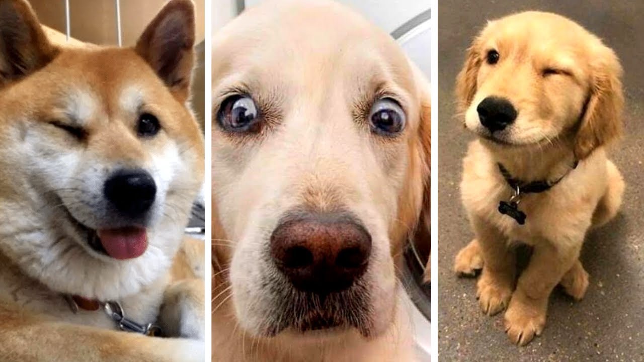 FUNNY DOG VIDEOS 2022 Try Not To Laugh Watching These Hilarious Dogs