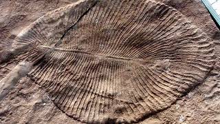 Ediacaran biota | Wikipedia audio article