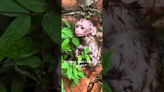 "To whom shall I tell of this plight?" 🥺❤️‍🩹😓#babymonkey #funnyanimals #cuteanimals