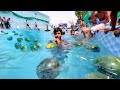 Watermelons  in swimming pool   zohaib pendu