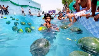 Watermelons 🍉 In Swimming Pool 😍 | Zohaib Pendu