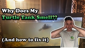 10 Reasons Why Your Turtle Tank Smells: And how to fix it