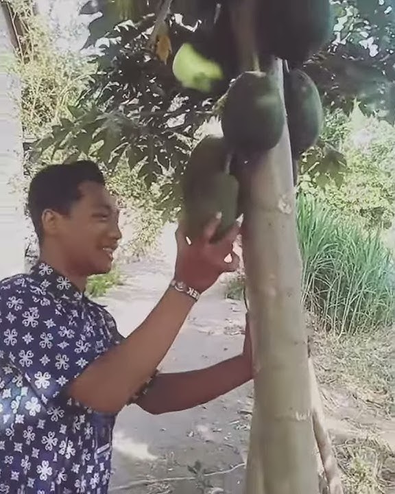 gara -  gara magic mushroom