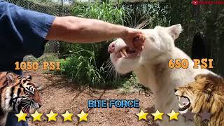 Lion VS Tiger   Tiger VS Lion Real Fight   Blondi Foks #2024