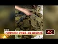 5.3公噸瀕危「安布閉殼龜」腹甲闖關　黑市價逾2000萬