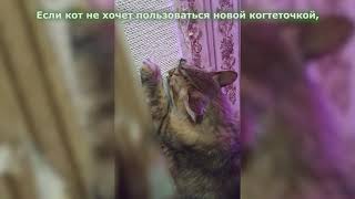 Как приучить кота к когтеточке. 100% результат. Проверено на практике.