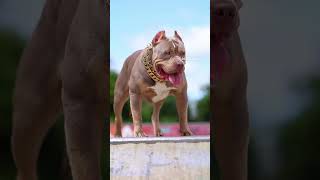 Pitbull Vs Snake Cobra Vs Pitbull Dog Pitbull Dangerous Dog