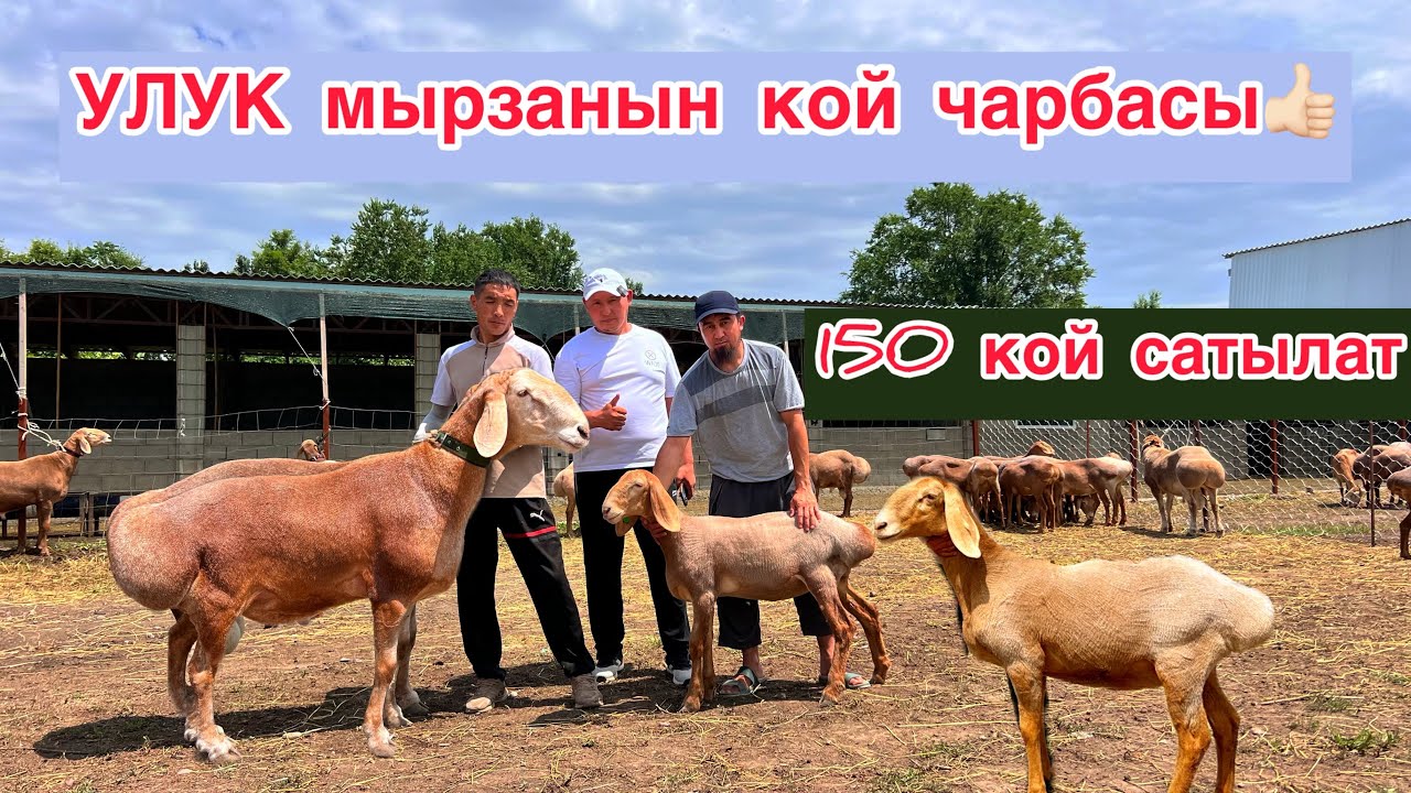 УЛУК мырза 150 арашанды сатыкка чыгарды!! Кой издегендер ушул жерге келе бериңиздер)))