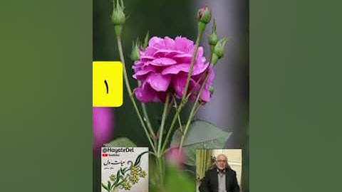 ۱_شرح سوره شعرا،آیه ۱ به بعد