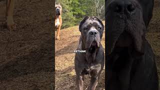 Rottweiler vs Cane Corso Who Wins the Guard Dog Battle
