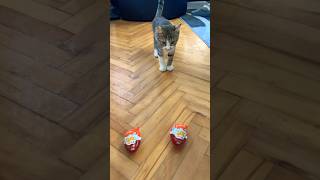 Thumbnail for mačak gile otvara zlatnog hari potera 😻