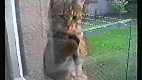 Jaké jsou podložky na porod kočky?