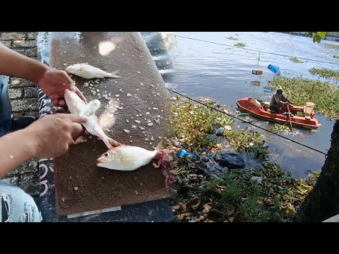 COMPRANDO PESCADO EN EL PUERTO DE REPÚBLICA DOMINICANA