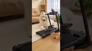 Speed Mode On The Kittens Treadmill Sprint