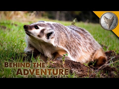 American Badger - Behind the Adventure