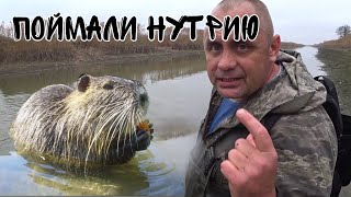 Поймали НУТРИЮ на кастинговую сеть.Рыбалка на спущенном водохранилище. Рыбы дофига!!!