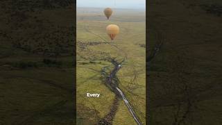 Great Migration #africa #wildlife #travel #safari #animals