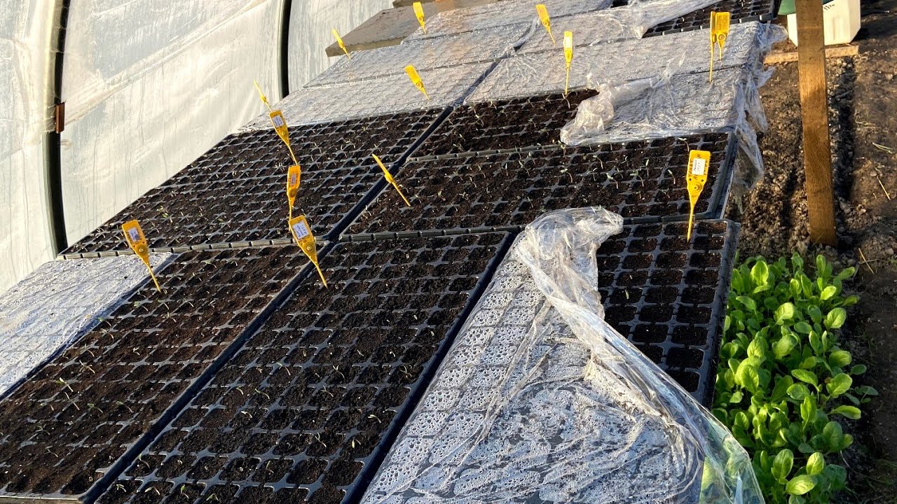 Таймлапс роботи в теплиці