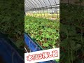 いちご挿し苗の作業様子 #shorts