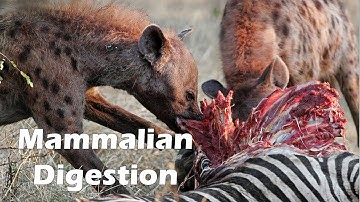 Mammallian Digestion