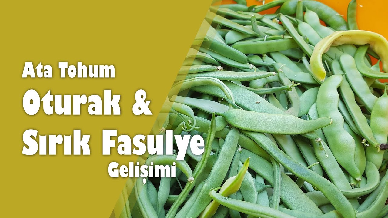 Oturak ve Sırık Fasulye Gelişimi