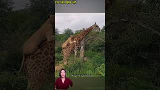 hươu cao cổ đang bên hồ để uống nước bị sư tử phát hiện