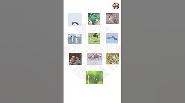 10 Birds Name - Learn Birds English Vocabulary