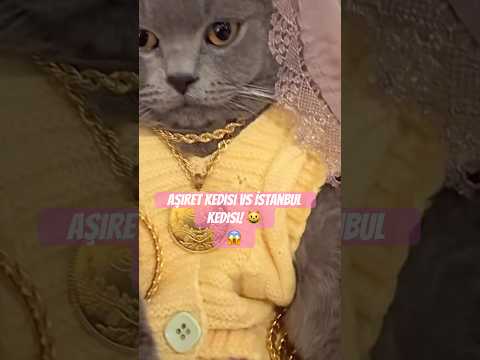 Aşiret Kedisi Vs İstanbul Kedisi Kedi CatsOfInstagram SokakKedisi FunnyCats Cutecats