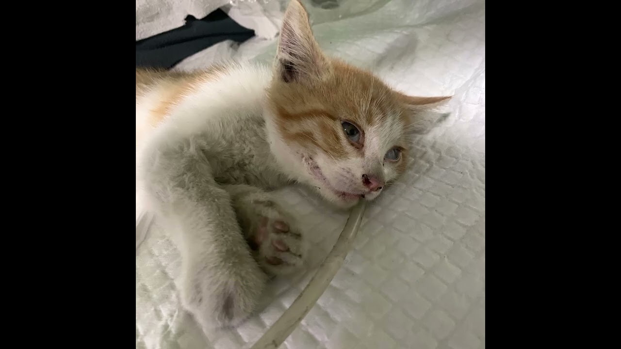 계절이 1화 | 사건의 시작 ★고고고하우스