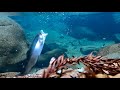 超綺麗な川の魚釣って食べた【おろキャン△】