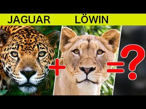 Was ist, wenn man Jaguar und Löwe kreuzt? Erstaunliche Großkatzenhybriden, von Menschen gezüchtet