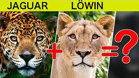 Können sich Löwen und Tiger paaren?