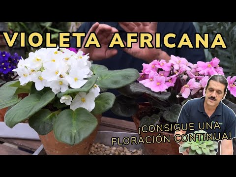 Vídeo: As violetas africanas devem ser mortas?