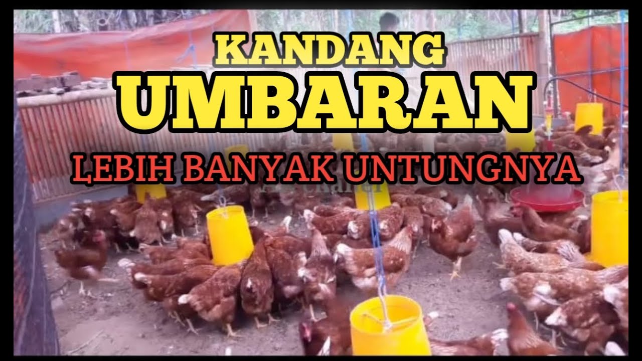 Kandang Ayam Petelur Sistem Umbaran Fulll Youtube