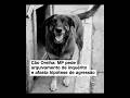 Cão Orelha: O que aconteceu de verdade? 🤔