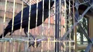 Tordo chaqueño cantor 1