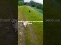 Out with Spaniels and Frienchie #Elvis Presley a little history.